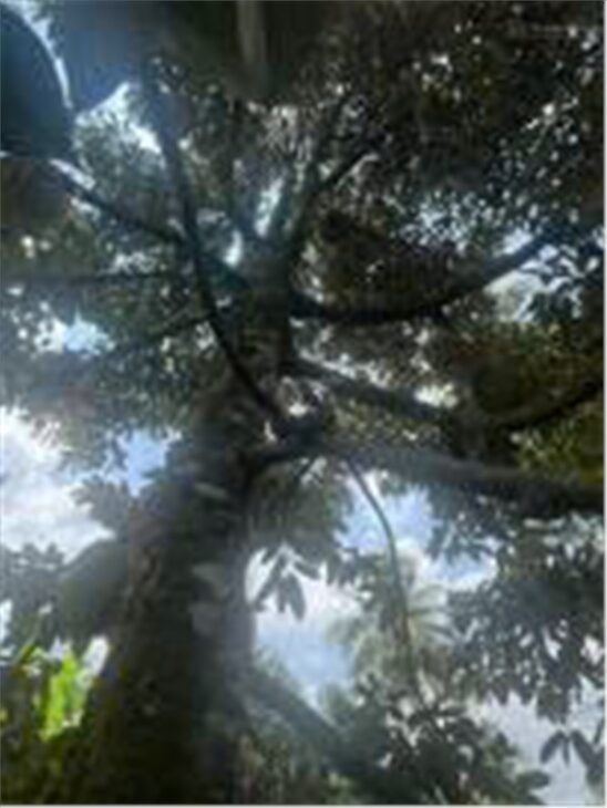 CHÍNH CHỦ Cần BÁN GẤP Nhà Vườn Sầu Riêng Tại Xã Trà Cổ, Huyện Tân Phú, Tỉnh Đồng Nai