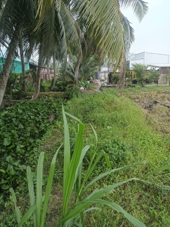 ĐẤT CHÍNH CHỦ – GIÁ TỐT – Cần Bán Đất Ấp Long Bình, xã Phú Thành, Đồng Tháp
