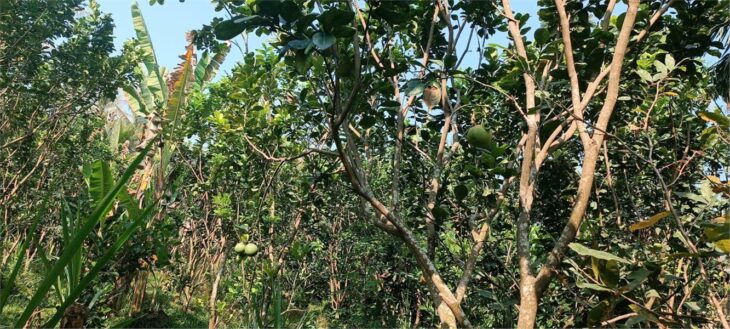 ĐẤT ĐẸP – GIÁ TỐT – CHÍNH CHỦ CẦN BÁN Đất Tại xã Tiên Thủy, Châu Thành, Bến Tre