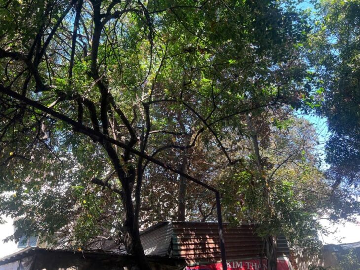 Giảm 32tỷ! Đất Mặt tiền SHR 1050m2 – Nguyễn Văn Nghi Gò Vấp SS