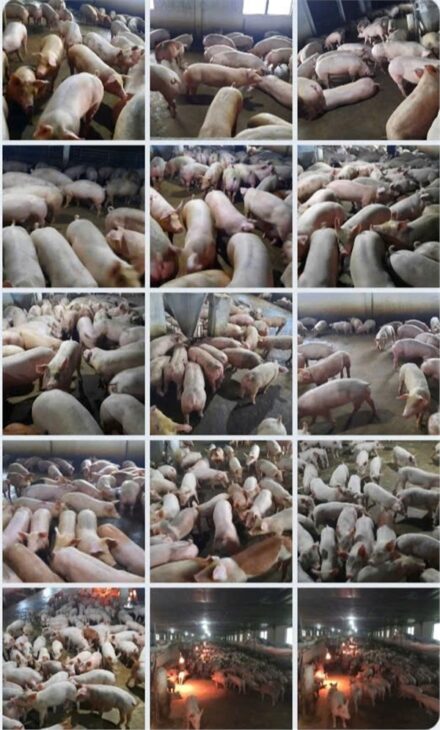 Trang trại chăn nuôi heo qui mô lớn 10 hécta giá thương lượng 155 tỷ