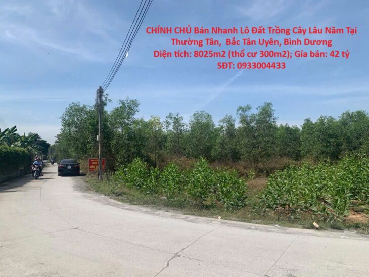 CHÍNH CHỦ Bán Nhanh Lô Đất Trồng Cây Lâu Năm Tại Thường Tân, Bắc Tân Uyên, Bình Dương