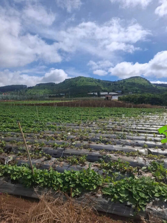GIÁ 1 TỶ 080 TRIỆU – LÔ ĐẤT ĐẸP An Ninh, Xã Liên Hiệp, Đức Trọng, Lâm Đồng