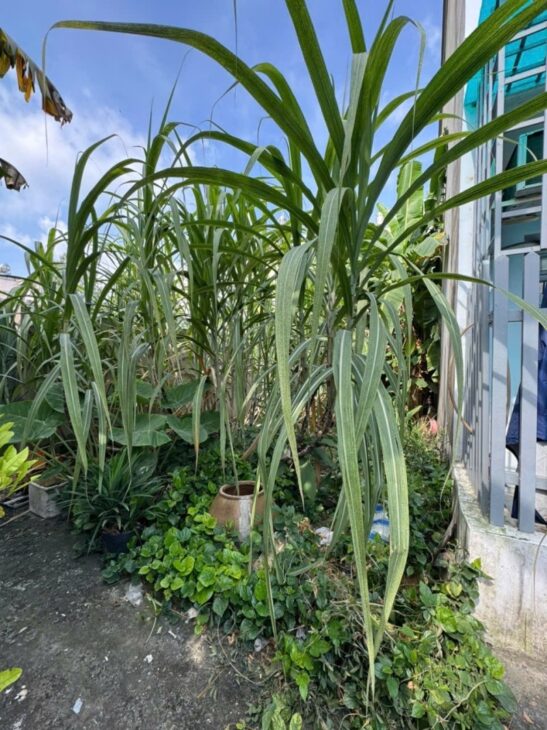 Lô Đất 90m2 , Đường Số 2 Trường Thọ, Chỉ 5 Tỷ