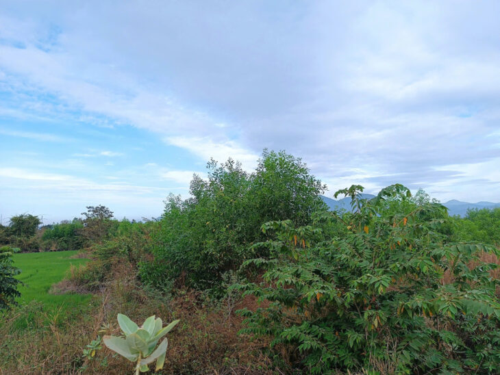CHÍNH CHỦ CẦN BÁN GẦN 12.000m² ĐẤT TẠI XÃ SÔNG BÌNH, BẮC BÌNH, BÌNH THUẬN