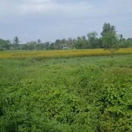 ĐẤT CHÍNH CHỦ- GIÁ TỐT CẦN BÁN NHANH LÔ ĐẤT Tân Trạch, Cần Đước, Long An ĐẤT CHÍNH CHỦ- GIÁ TỐT CẦN BÁN NHANH LÔ ĐẤT Tân Trạch, Cần Đước, Long An