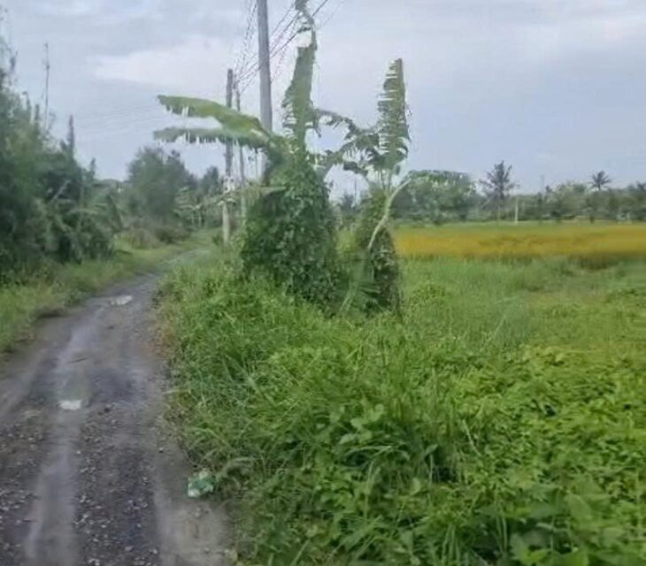 ĐẤT CHÍNH CHỦ- GIÁ TỐT CẦN BÁN NHANH LÔ ĐẤT Tân Trạch, Cần Đước, Long An