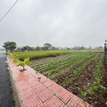 Chính chủ bán đất quất lâm 90m2 gần Quảng trường biển và KCN hiện hữu hơn 1 tỷ