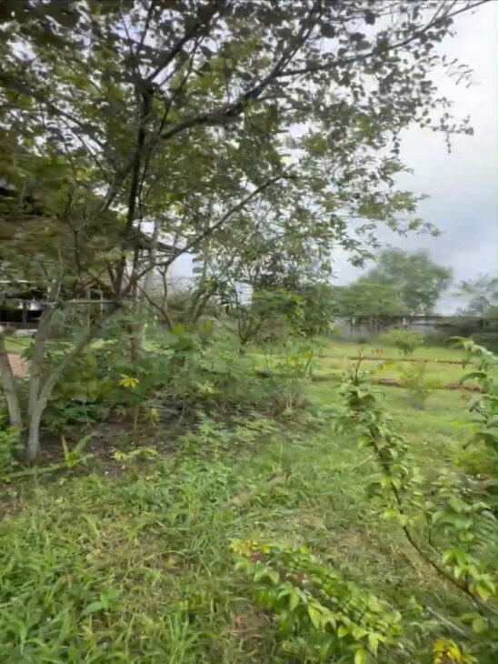 1Ha Đất SHR HXH – Trung Lập Hạ Củ Chi SS