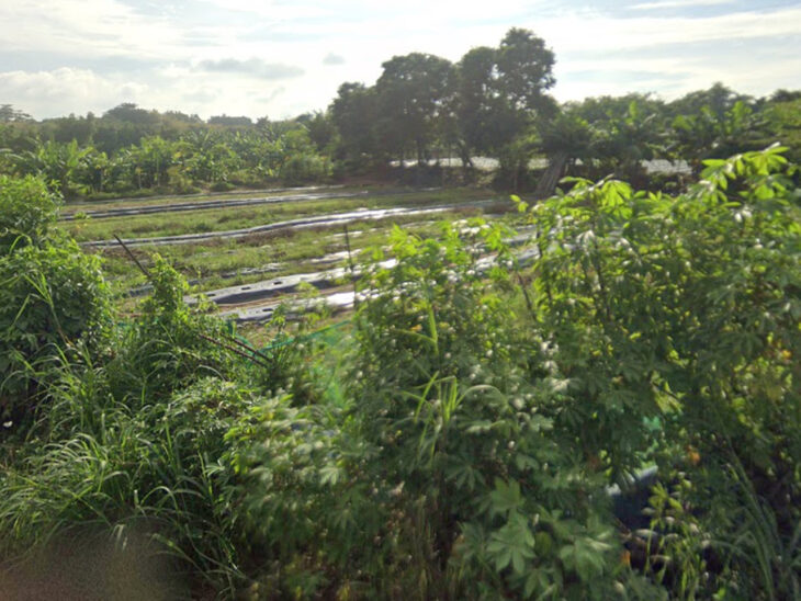 Đất Mặt tiền SHR HXH 1194m2 – Đông Thạnh 2-5 Hóc Môn