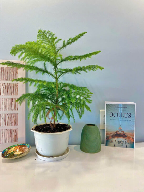 𝐇𝐚𝐩𝐩𝐲 𝐇𝐨𝐮𝐬𝐞 – Hàng hiếm ‼️ Bán căn góc 2 phòng ngủ với view sân vườn tại TP biển Nha