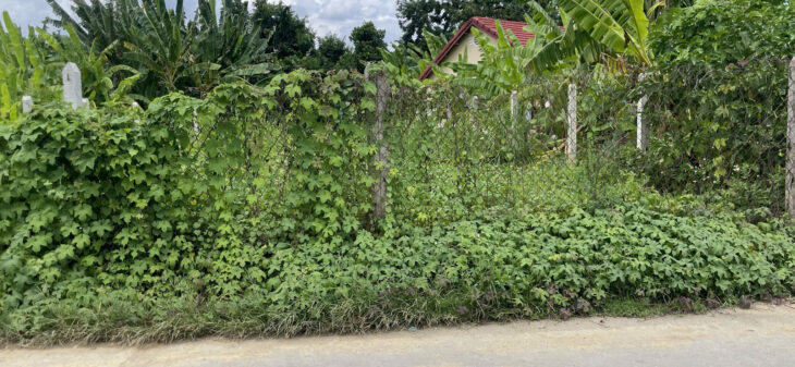 Diên An Ngang 9m Gần Như Full Thổ Cư Mặt Tiền Đường Bà Đội đường đẹp dân đông Chủ cần bán Lô Đất