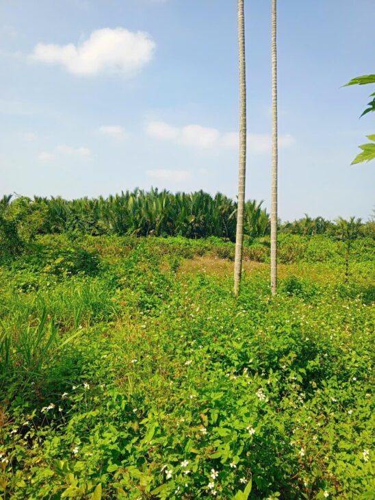 Chủ kẹt tiền cần bán lô đất tại MT đường DX 017 có 1000 m² đất ở., Cẩm Thanh giá 20 tỷ