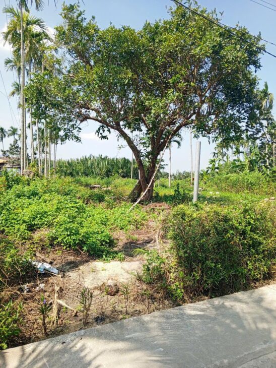 Chủ kẹt tiền cần bán lô đất tại MT đường DX 017 có 1000 m² đất ở., Cẩm Thanh giá 20 tỷ