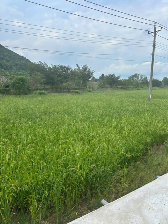 Bán 912m2 lô góc mặt tiền Nguyễn Minh Châu,LaGi giá ngộp 900 triệu