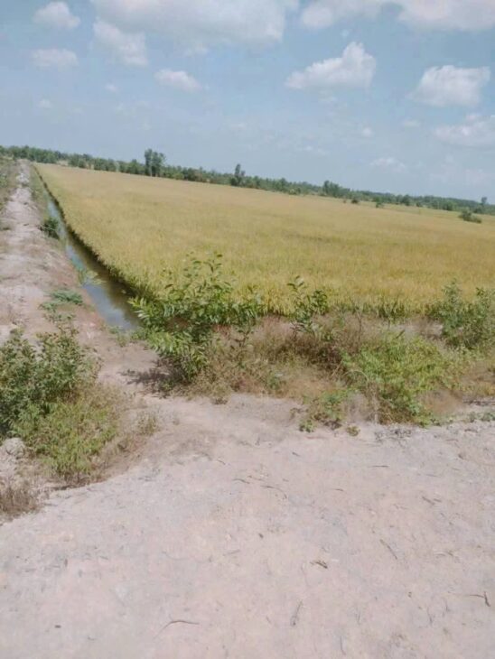 Tôi Chính Chủ Cần Bán 14000m2(1 mẫu 4) Đất Xã Long Thạnh, Thủ Thừa, Long An