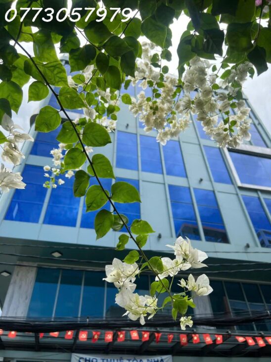 GÓC 2 MẶT TIỀN TRƯƠNG CÔNG ĐỊNH, TÂN BÌNH 15X20M, HẦM 7 TẦNG CHỈ 50TỶ, HĐT220TR