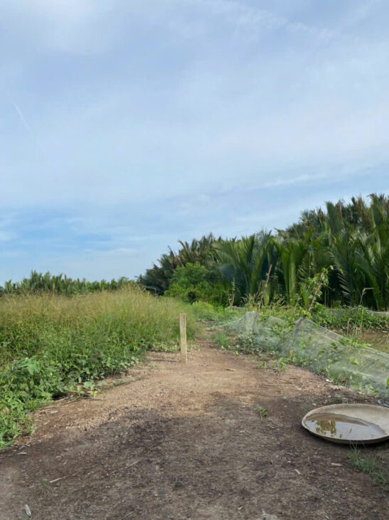 CHÍNH CHỦ CẦN BÁN 1000m² ĐẤT ĐẸP – CÁCH ĐƯỜNG RỪNG SÁC CHỈ 400M – BÌNH KHÁNH, CẦN GIỜ