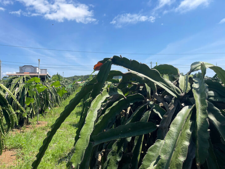 Bán 372m2 đất Cách Biển 500m Hẻm Lý Thái Tổ, Tân Tiến, LaGi 900 triệu