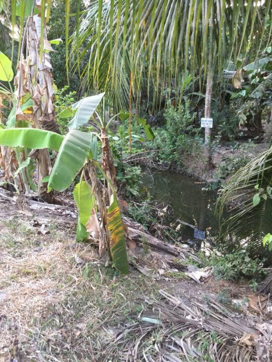 ĐẤT VƯỜN DỪA – GIÁ TỐT – CHÍNH CHỦ CẦN BÁN Tại Tân Trung Giồng A, Hiếu Trung, Tiểu Cần, Trà Vinh