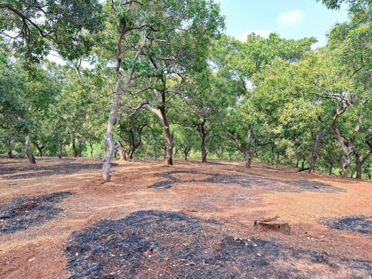 CHÍNH CHỦ CẦN BÁN 1 MẪU 2 ĐẤT VƯỜN ĐIỀU – SÁT TRỤC ĐƯỜNG ĐT 753 – ĐỒNG PHÚ, BÌNH PHƯỚC