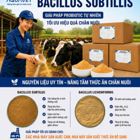 BACILLUS SUBTILIS,BACILLUS LICHENIFORMIS NHẬP KHẨU BACILLUS SUBTILIS,BACILLUS LICHENIFORMIS NHẬP KHẨU