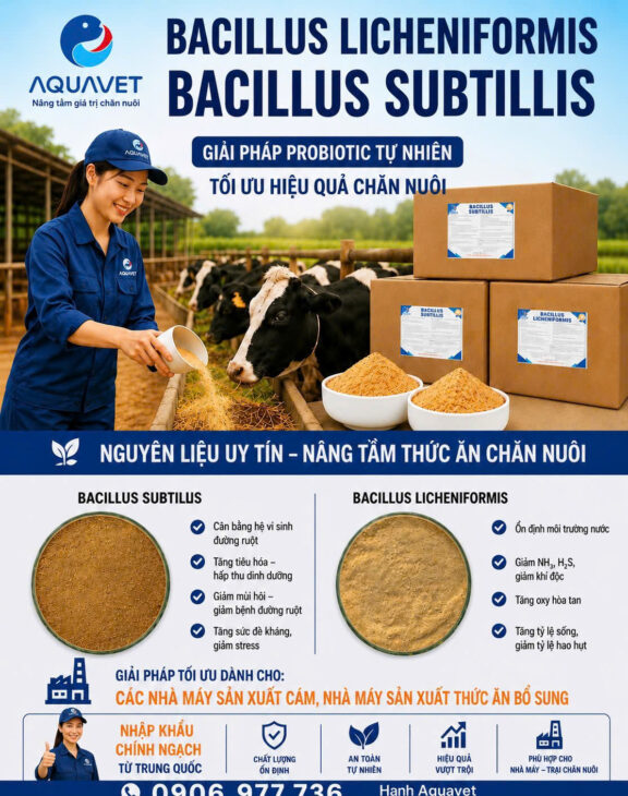 BACILLUS SUBTILIS,BACILLUS LICHENIFORMIS NHẬP KHẨU
