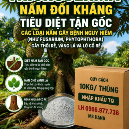 NẤM ĐỐI KHÁNG – TRICHODERMA NẤM ĐỐI KHÁNG – TRICHODERMA