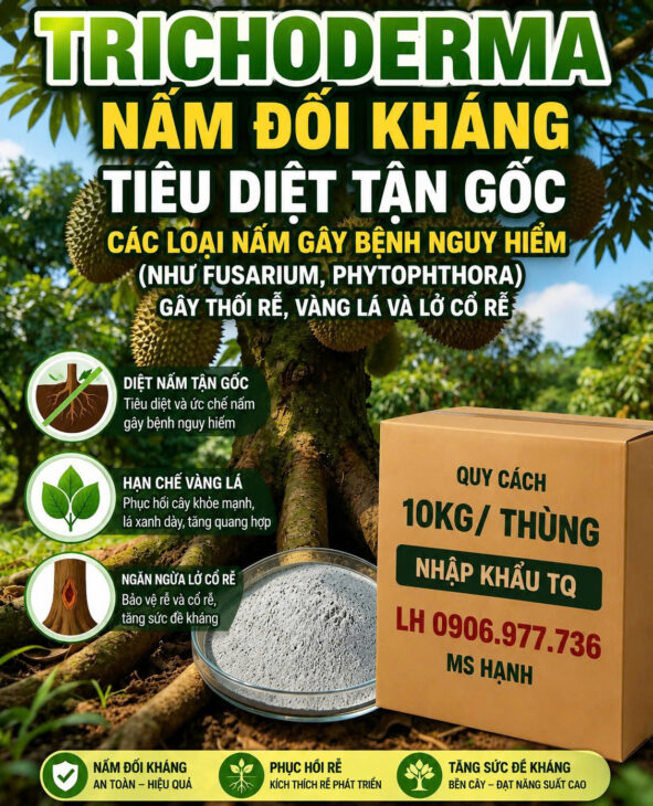 NẤM ĐỐI KHÁNG – TRICHODERMA