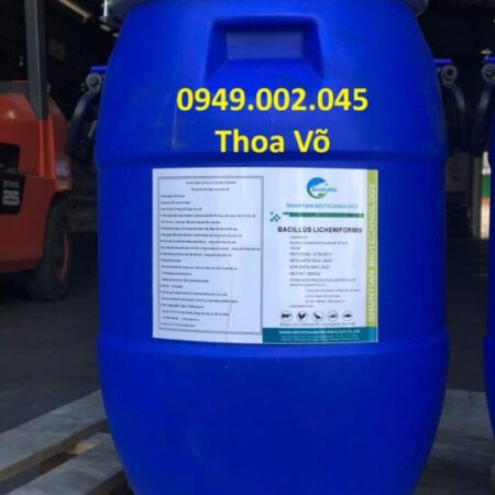 Bacillus Licheniformis – Xử lý đáy ao, cặn dầu mỡ, giảm khí độc NH3, H2S hiệu quả Bacillus Licheniformis – Xử lý đáy ao, cặn dầu mỡ, giảm khí độc NH3, H2S hiệu quả