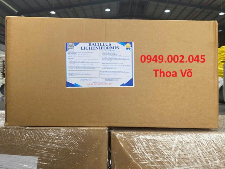 Bacillus Licheniformis – Xử lý đáy ao, cặn dầu mỡ, giảm khí độc NH3, H2S hiệu quả