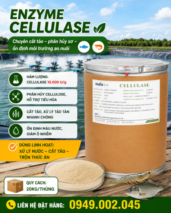 ENZYME CELLULASE 10.000 U/G – Phân Hủy Xơ, Hỗ Trợ Xử Lý Tảo & Tiêu Hóa Tôm Cá